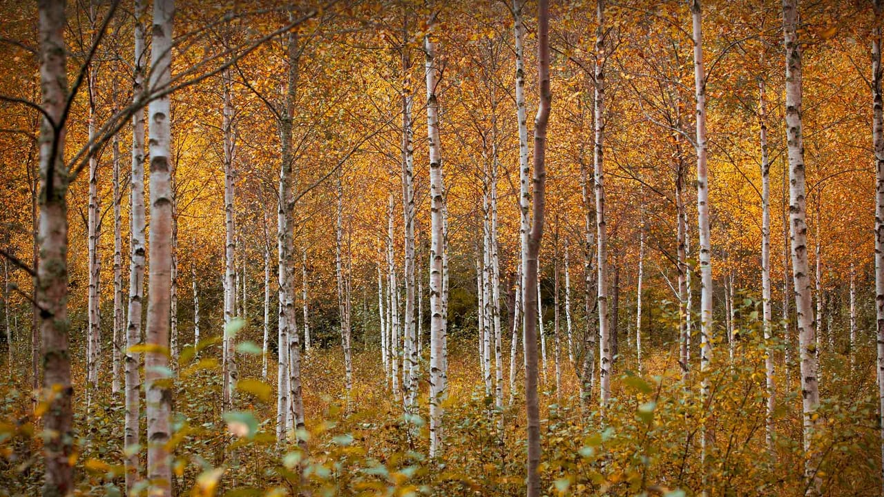 Birch trees in autumn, Drammen, Norway (© Baac3nes/Getty Images) desktop wallpaper