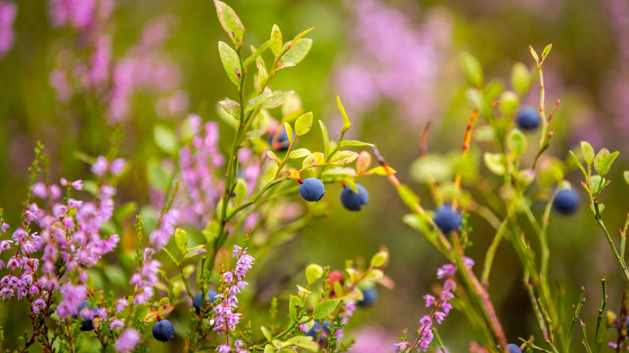 Blueberries growing in the wild (© Baac3nes/Getty Images) desktop wallpaper