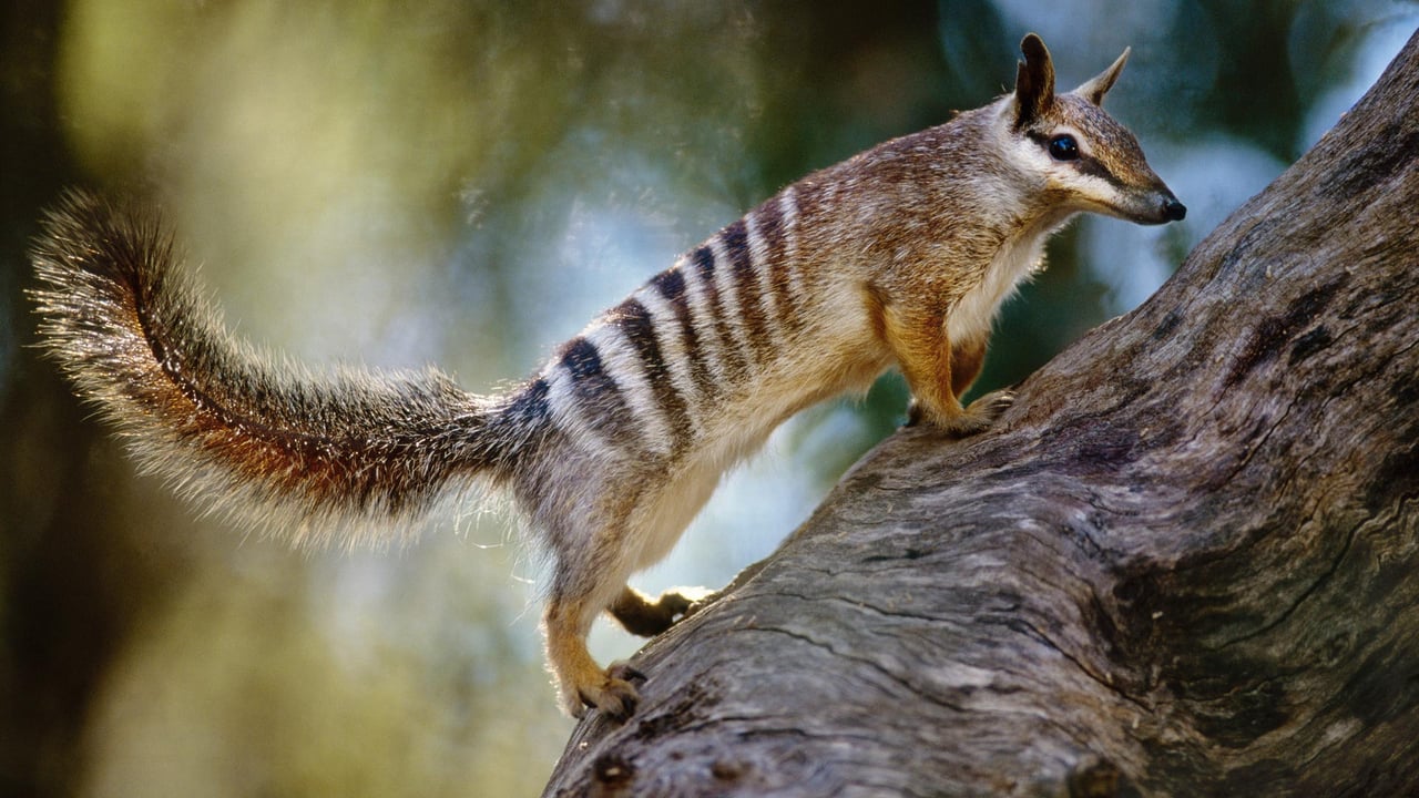 A numbat (Myrmecobius fasciatus) in Australia (© FRANS LANTING, MINT IMAGES/SCIENCE PHOTO LIBRARY) desktop wallpaper