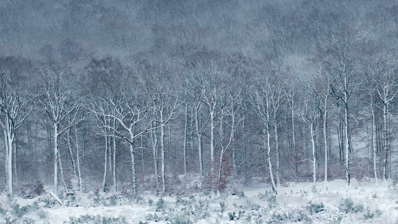Beech forest covered with frost and snow, Ardennes, Belgium (© Philippe Moes/Alamy) desktop wallpaper