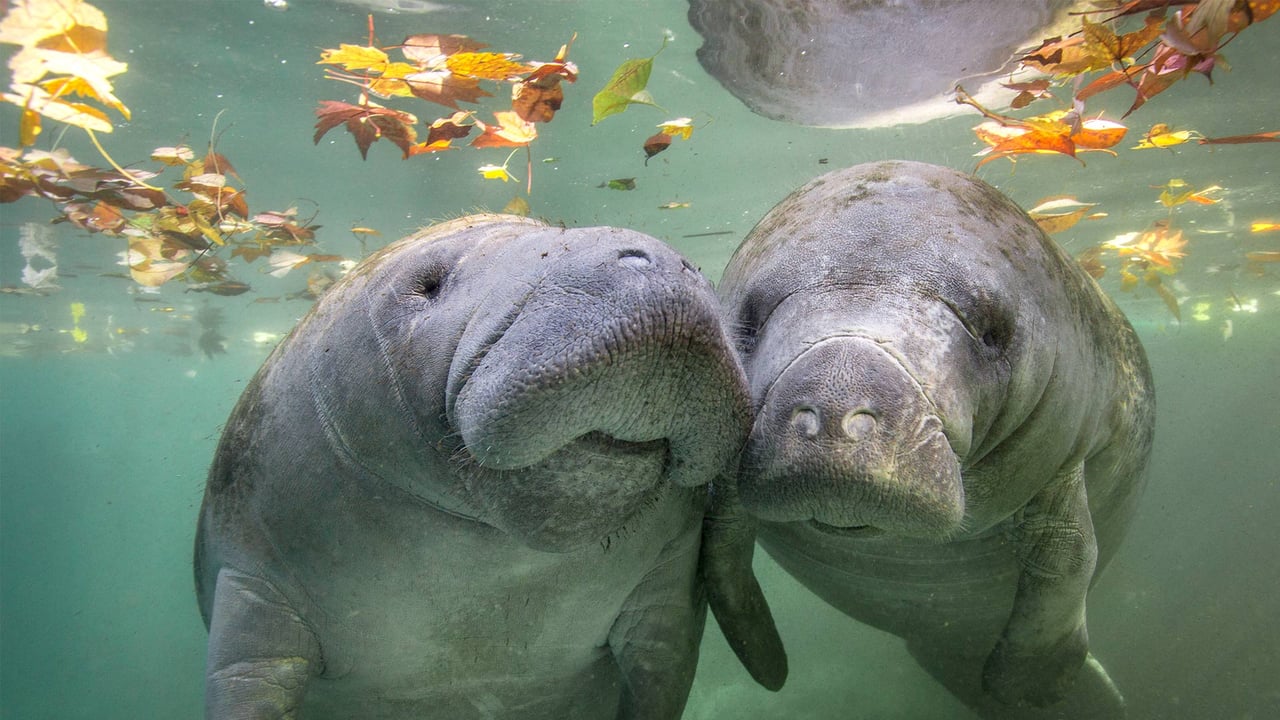 Manatees, Crystal River, Florida (© Gregory Sweeney/Getty Images) desktop wallpaper