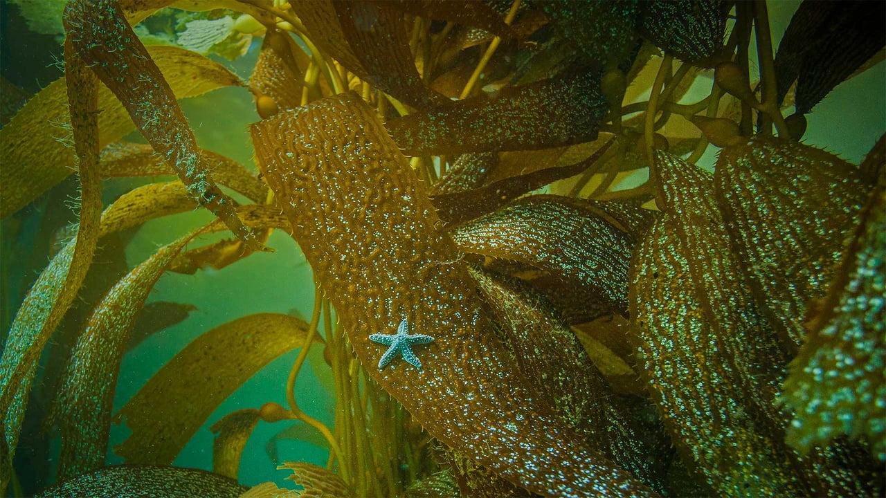 Ochre sea star on kelp off the coast of California (© Ralph Pace/Minden Pictures) desktop wallpaper