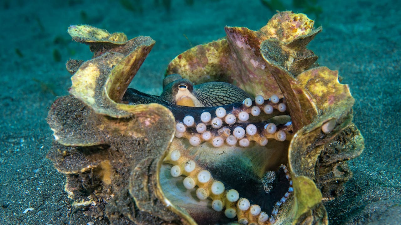 Veined octopus in a giant clam shell, Sulawesi Sea, Indonesia (© Alex Mustard/Minden Pictures) desktop wallpaper