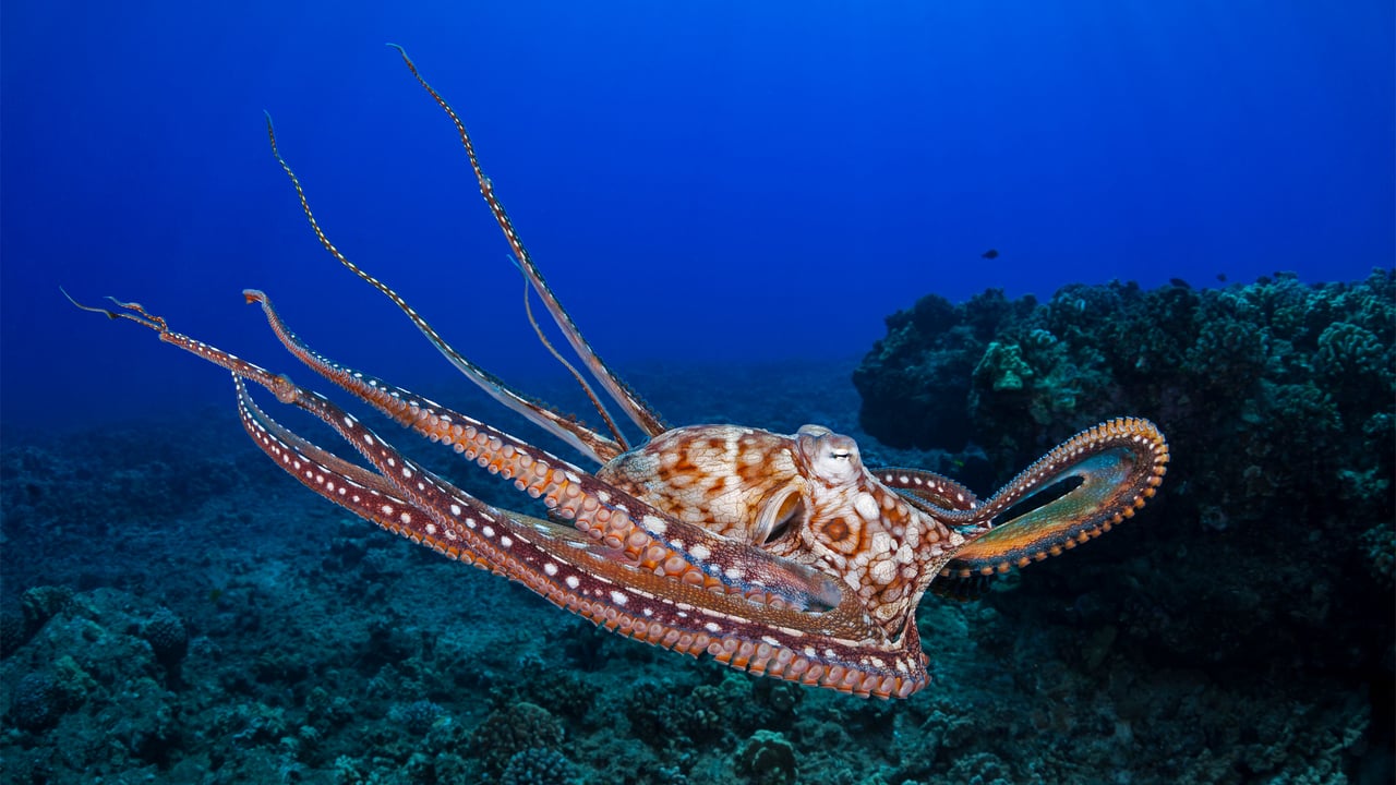 Day octopus in the waters off Maui, Hawaii (© Dave Fleetham/plainpicture) desktop wallpaper