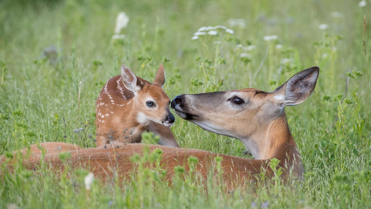 White-tailed deer doe and newborn fawn, Montana (© Donald M. Jones/Minden Pictures) desktop wallpaper