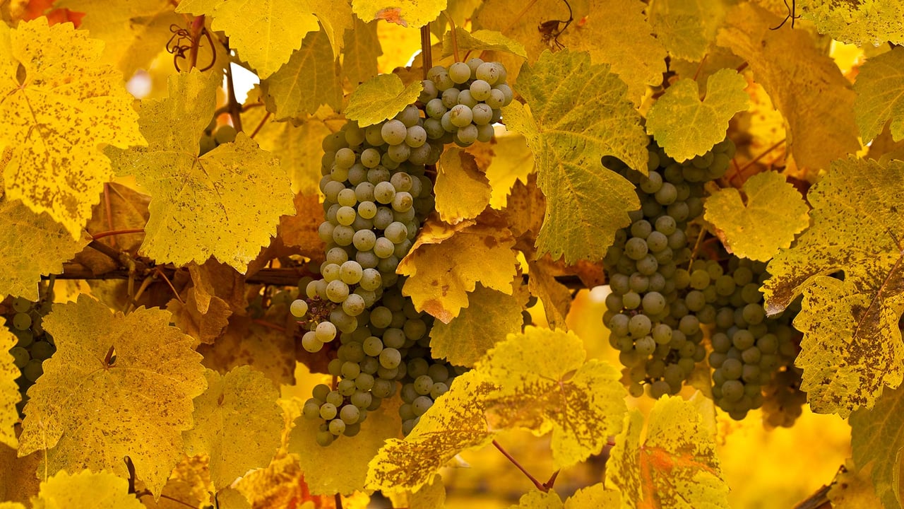 Gewurztraminer grapes on vine at autumn harvest in Okanagan Valley, B.C. (© Henry Georgi/Age Fotostock) desktop wallpaper