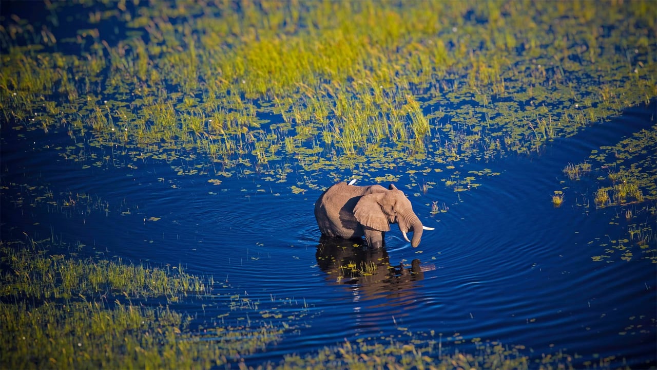 Elephant walking in the Okavango River, Botswana (© Markus Pavlowsky/Getty Images) desktop wallpaper