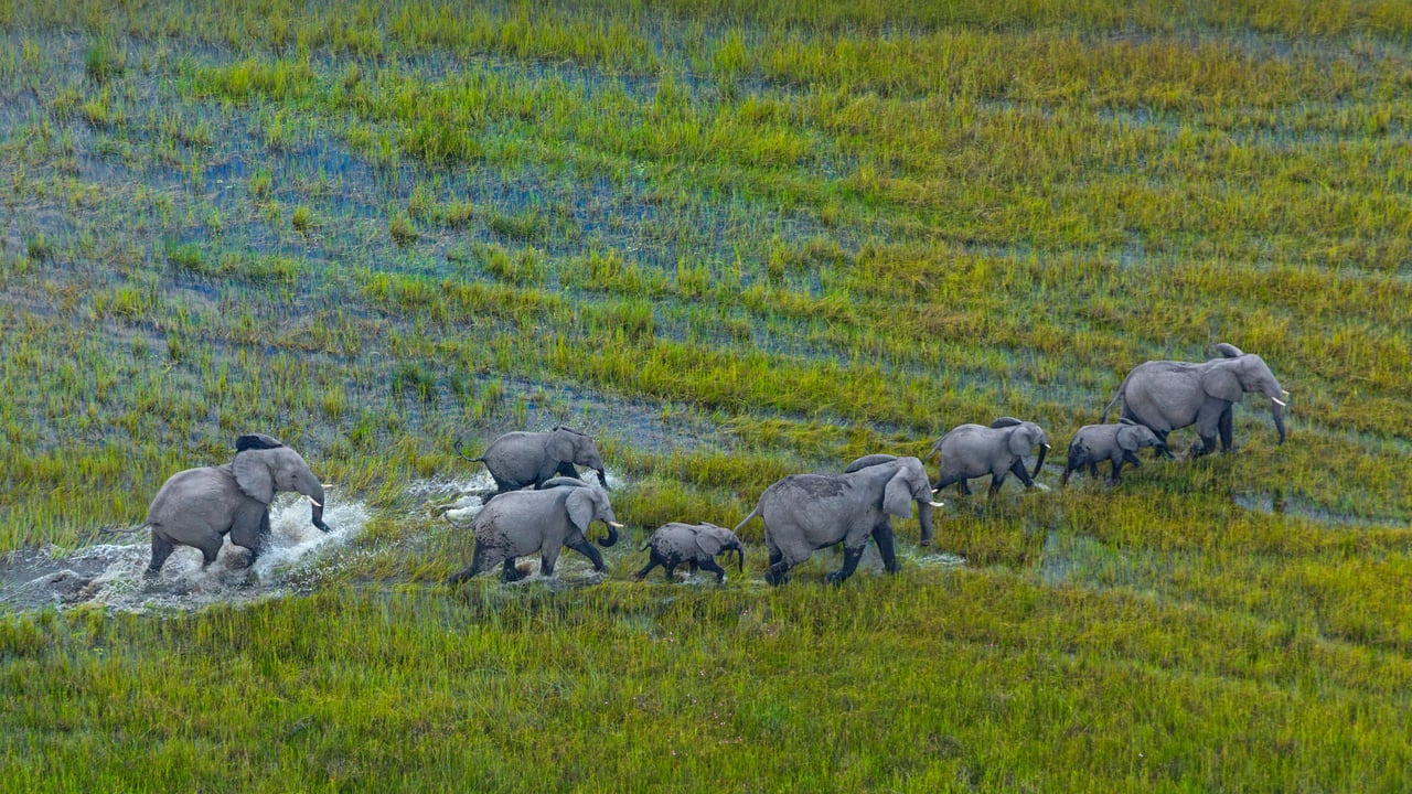 African bush elephant herd, Okavango Delta, Botswana (© Juan-Carlos Munoz/Minden Pictures) desktop wallpaper