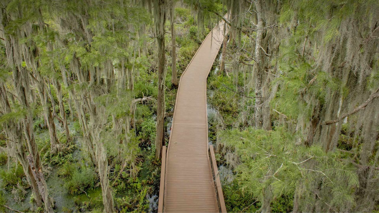 Trees with Spanish moss over a boardwalk in the Okefenokee Swamp, Folkston, Georgia (© Emmer Photo/Alamy) desktop wallpaper