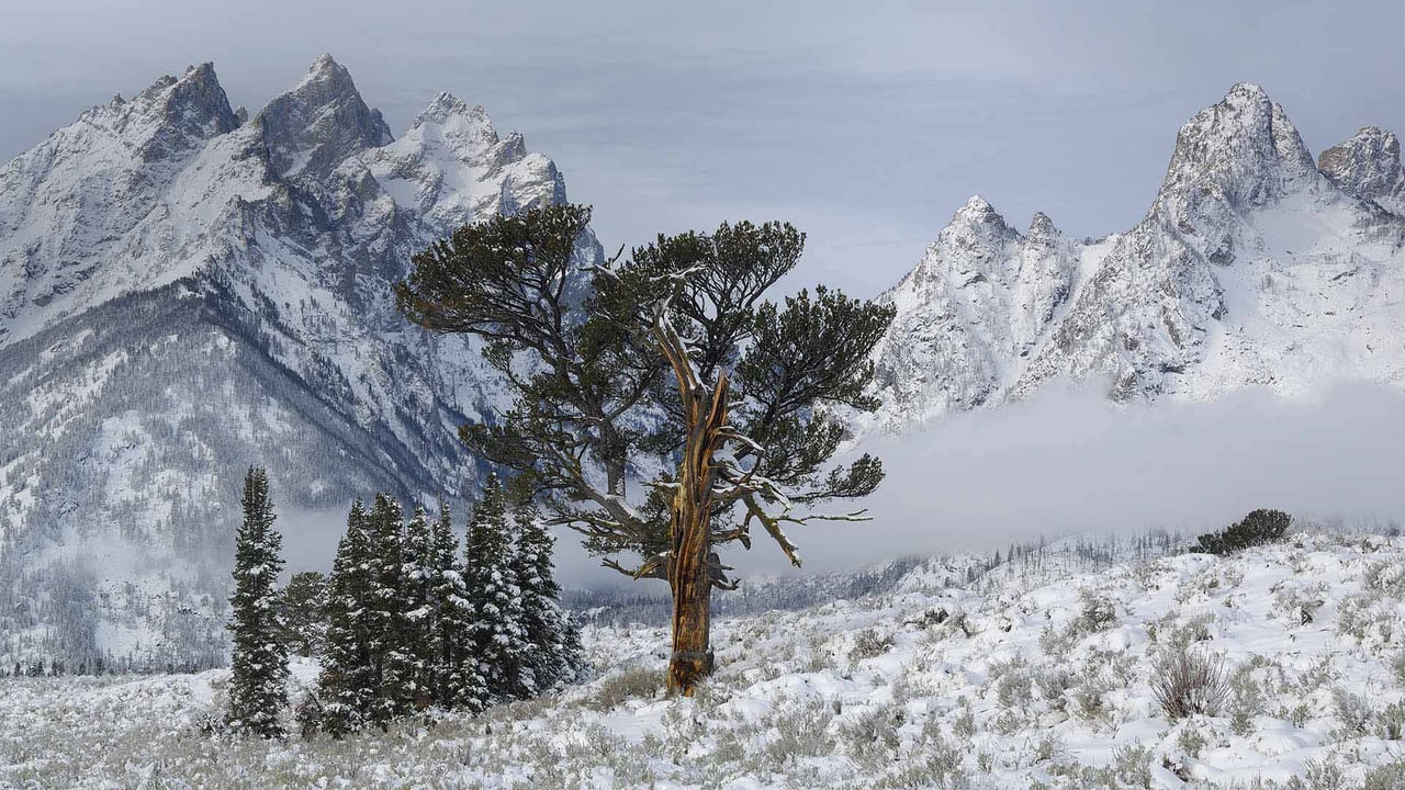 The Old Patriarch Tree of Grand Teton National Park, Wyoming (© George Sanker/Minden Pictures) desktop wallpaper