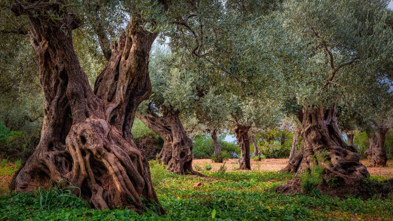 Old olive grove in the Serra Tramuntana range, Majorca, Spain (© cinoby/Getty Images) desktop wallpaper