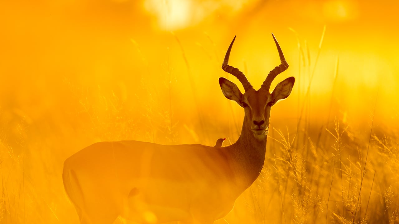 Impala with red-billed oxpecker in Moremi Game Reserve, Botswana (© Paul Souders/Getty Images) desktop wallpaper