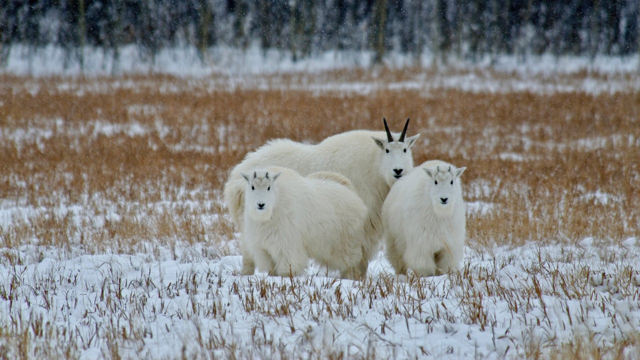 Mountain goats in the Yukon, Canada (© Mark Newman/Getty Images) desktop wallpaper