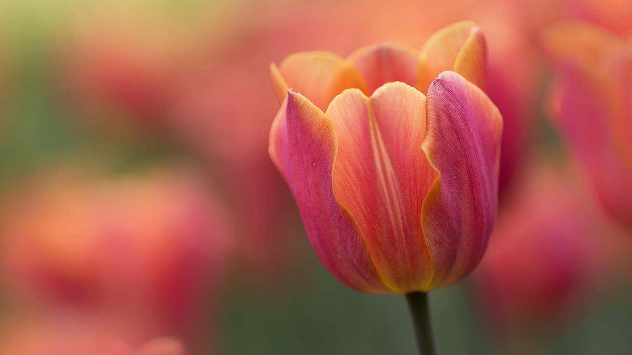 A close-up of a tulip from the Canadian Tulip Festival in Ottawa (© Sandy Thompson/Alamy Stock Photo) desktop wallpaper
