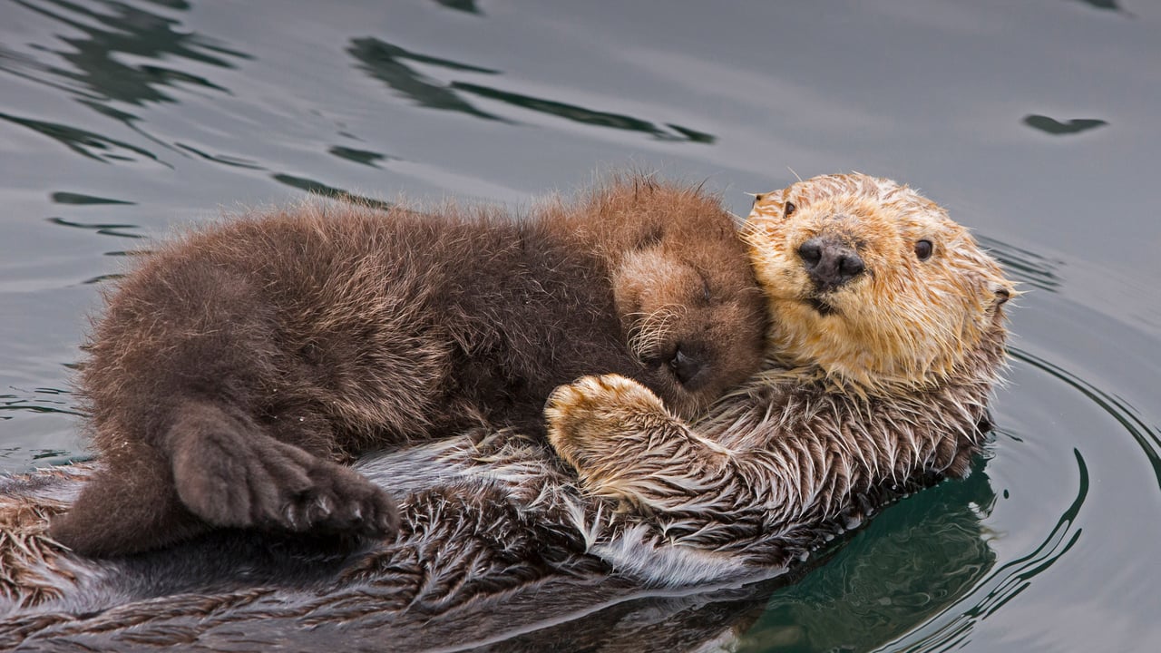 Sea otter mother and newborn pup, Monterey Bay, California (© Suzi Eszterhas/Minden Pictures) desktop wallpaper
