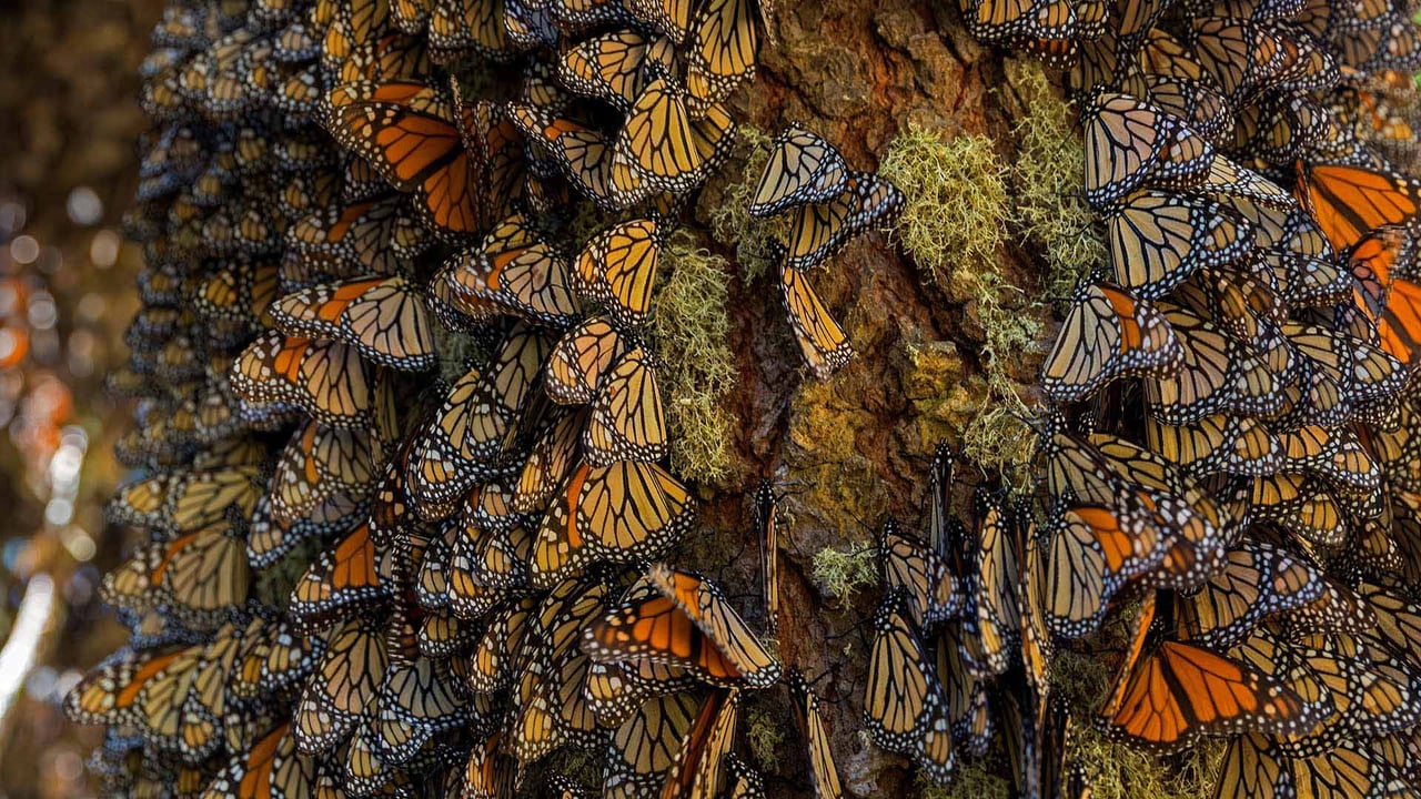 在米却肯州越冬的帝王蝶,墨西哥 (© Sylvain Cordier/Getty Images) desktop wallpaper