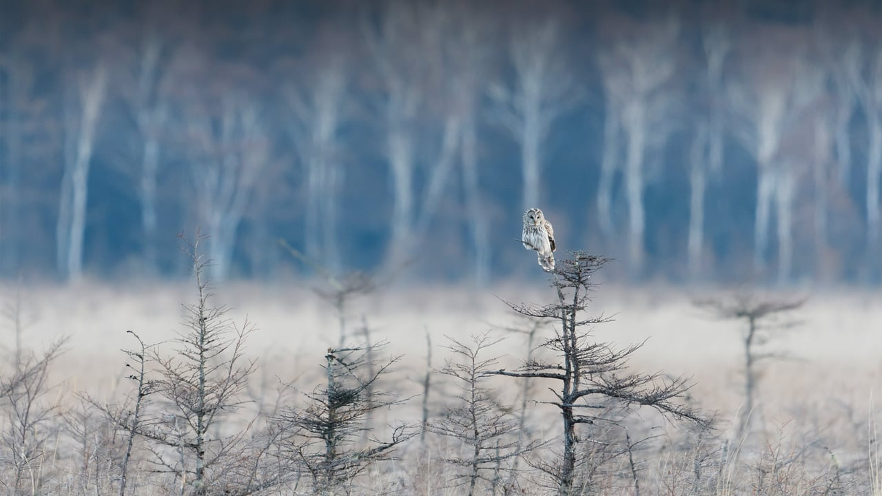 枝の先に止まっているフクロウ (© rockptarmigan/Getty Images) desktop wallpaper