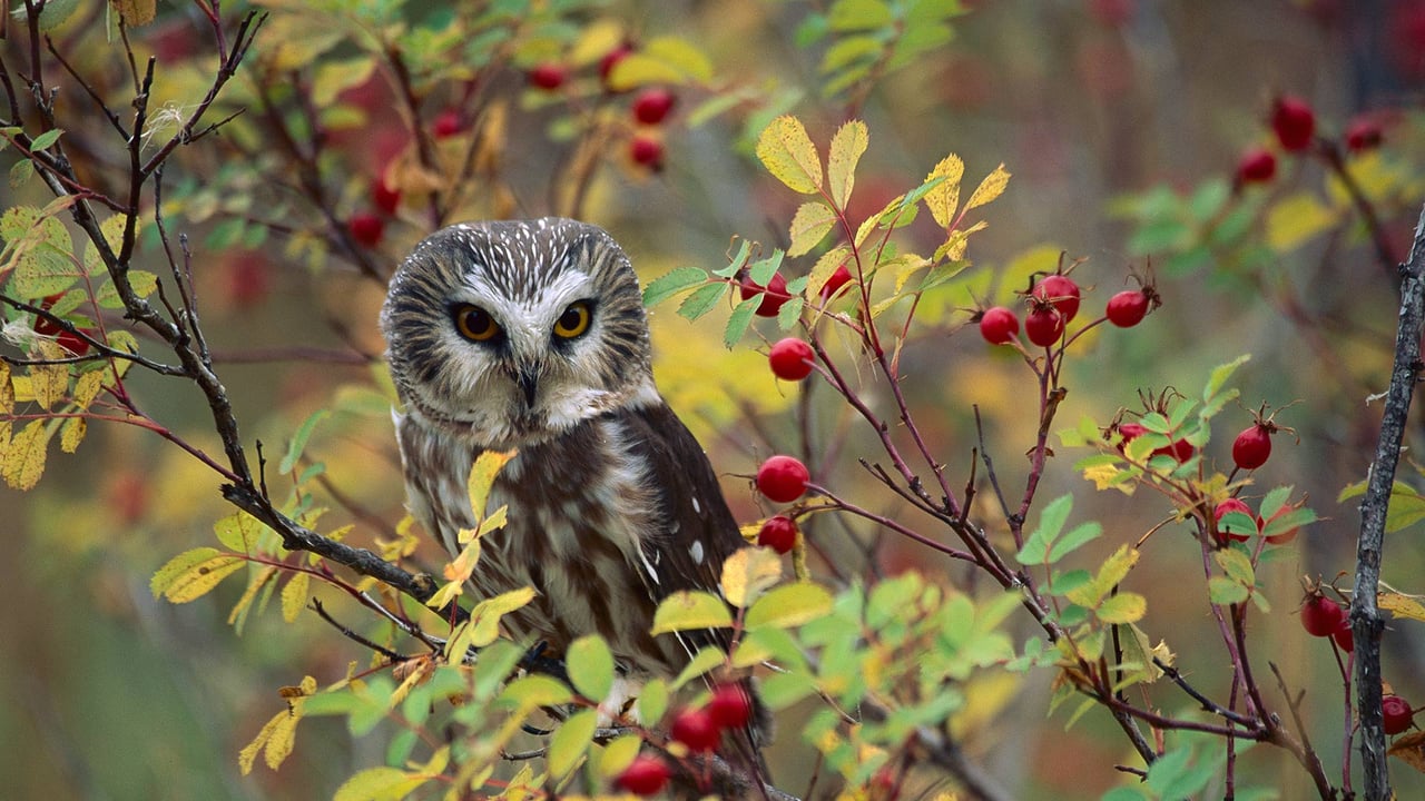 Northern Saw-whet Owl (Aegolius acadicus) perching in a wild rose bush in British Columbia (© Tim Fitzharris/Minden Pictures) desktop wallpaper