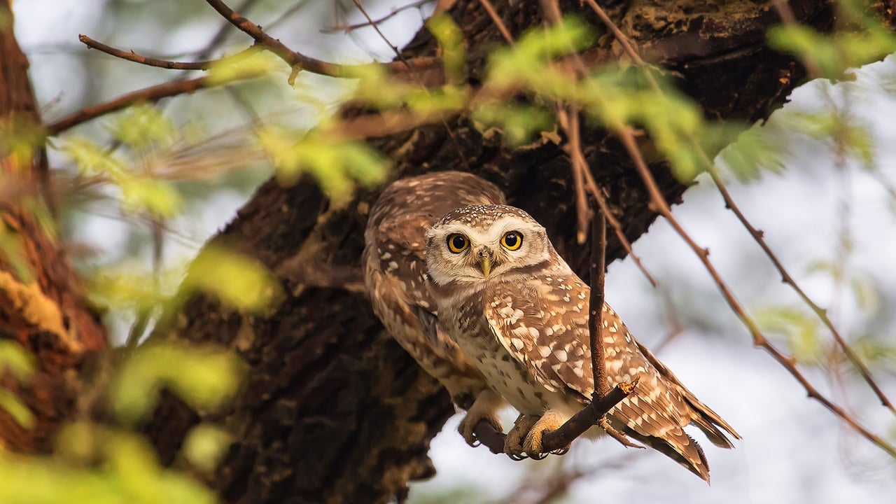 Spotted owlets in Keoladeo National Park in Rajasthan, India (© Don Mammoser/Shutterstock) desktop wallpaper