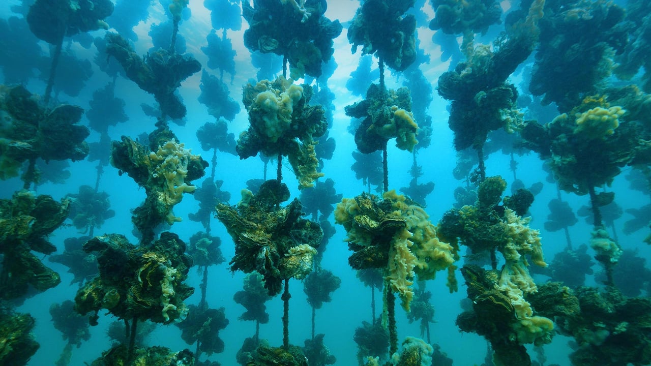 Oyster farm offshore from Notojima Island, Ishikawa prefecture, Japan (© divedog/Shutterstock) desktop wallpaper