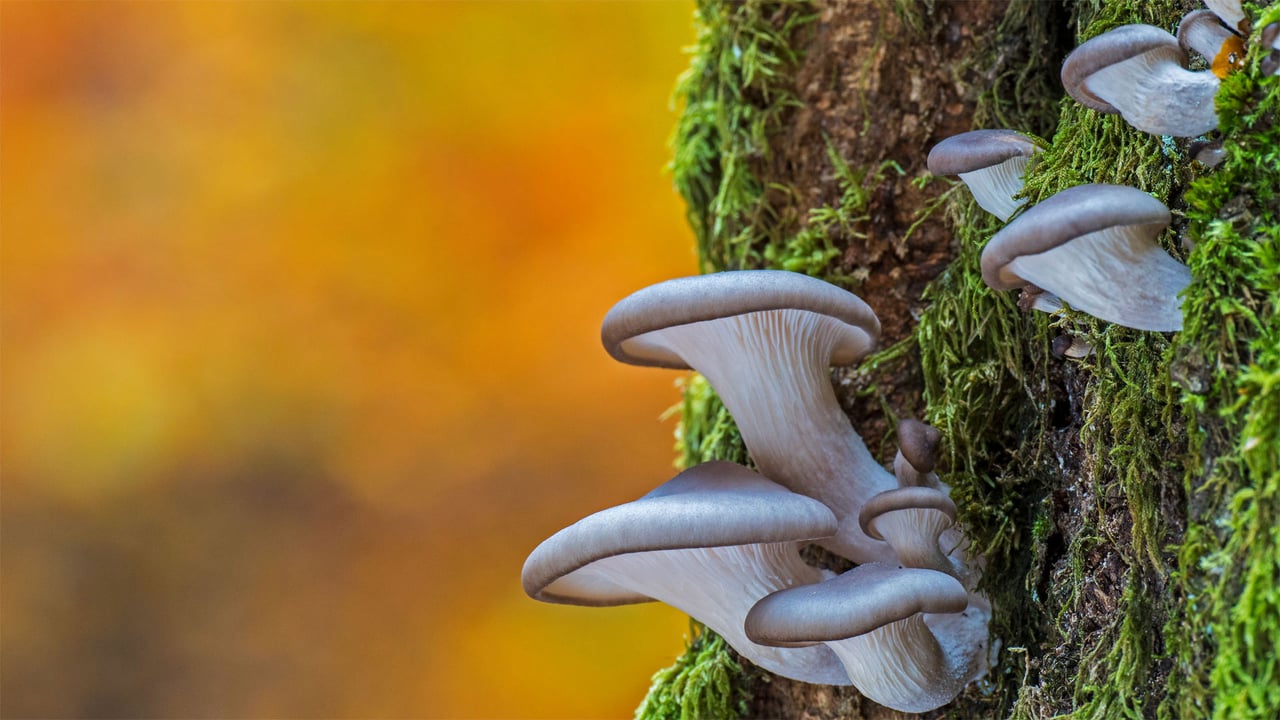 Oyster mushrooms in Belgium (© Philippe Clement/Minden Pictures) desktop wallpaper