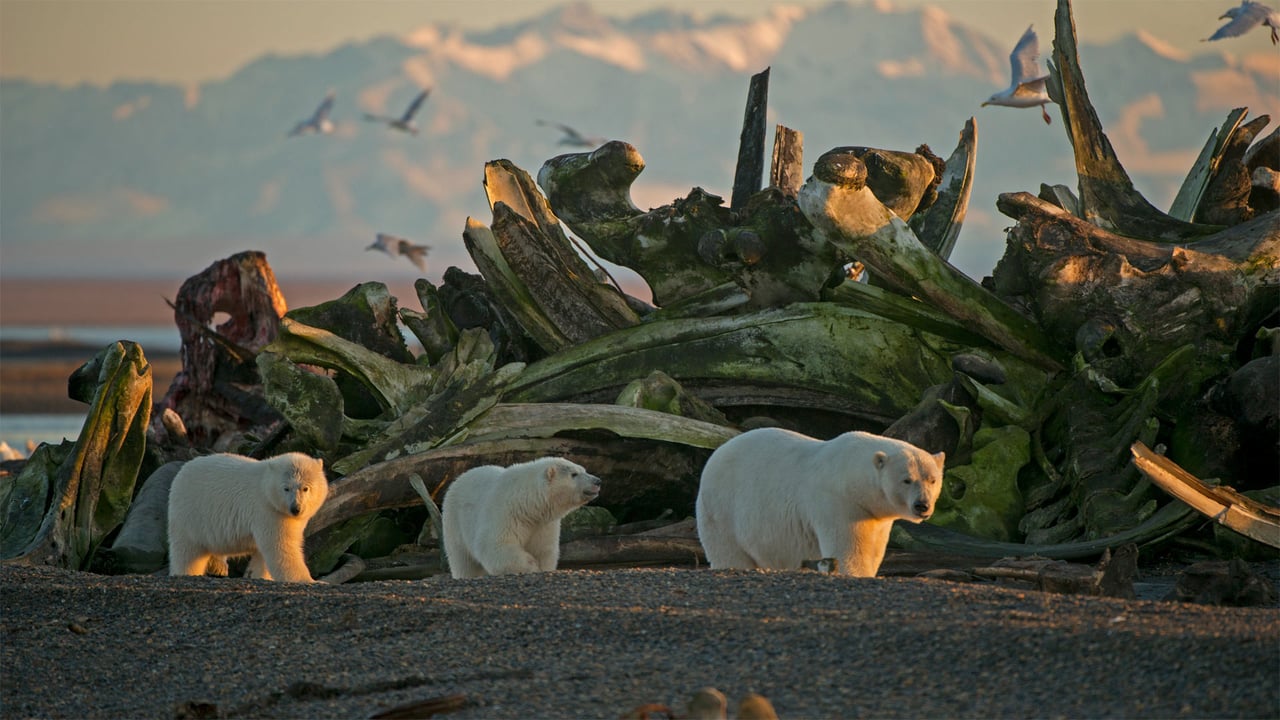 A polar bear sow and her cubs in Alaska's Arctic National Wildlife Refuge (© Steven Kazlowski/Minden Pictures) desktop wallpaper