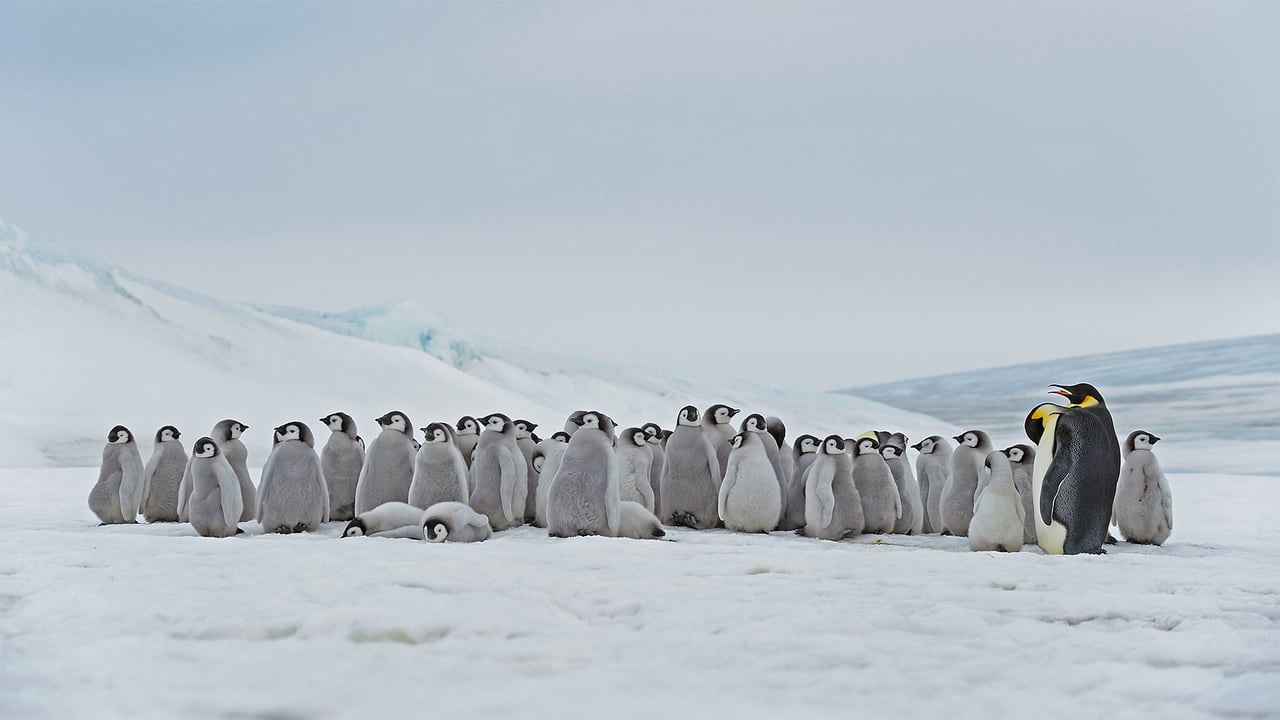 Emperor penguin adults and chicks at the Snow Hill Island rookery, Antarctica (© Martin Ruegner/Getty Images) desktop wallpaper