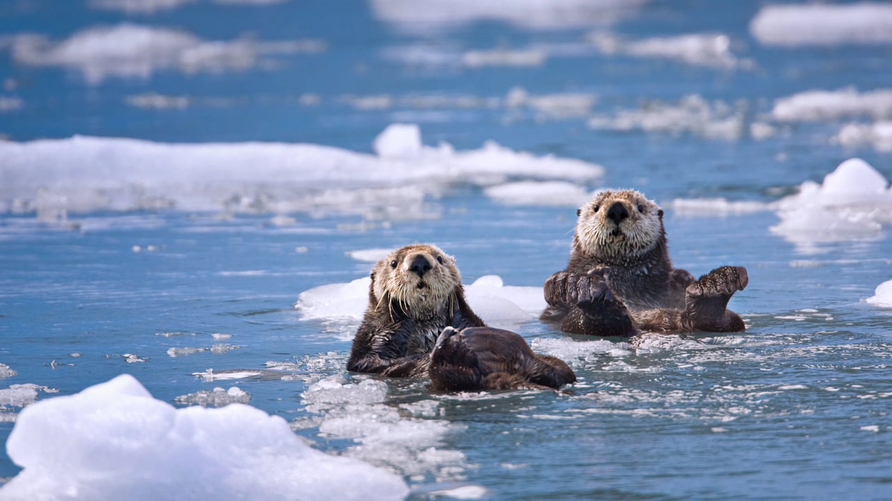Sea otters in Prince William Sound, Alaska, 30 years after the Exxon Valdez oil spill (© Patrick Endres/plainpicture) desktop wallpaper