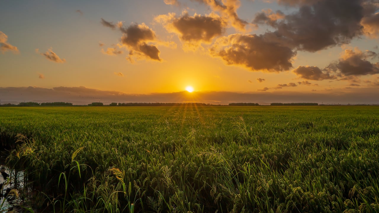 Campo de arroz en el parque natural de la Albufera, Valencia, España (© Pablo Escuder Cano/Getty Images) desktop wallpaper