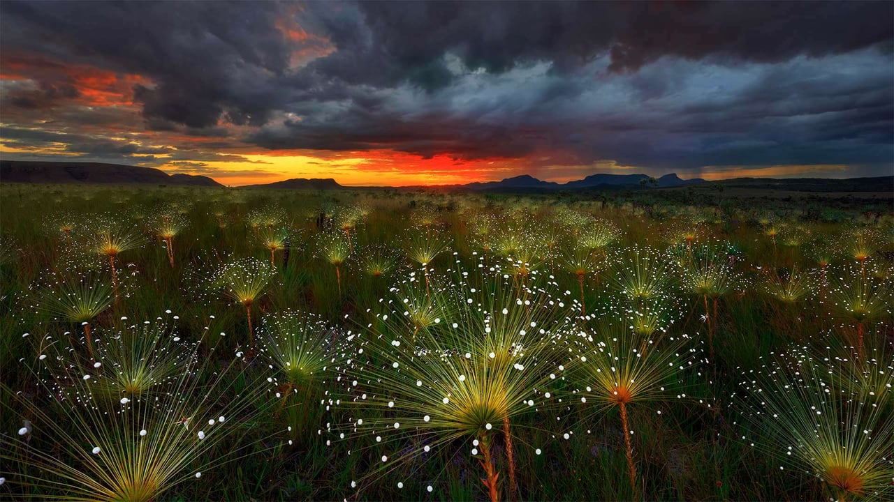 Paepalanthus flowers at sunset, Chapada dos Veadeiros National Park, Brazil (© Marcio Cabral/Getty Images) desktop wallpaper