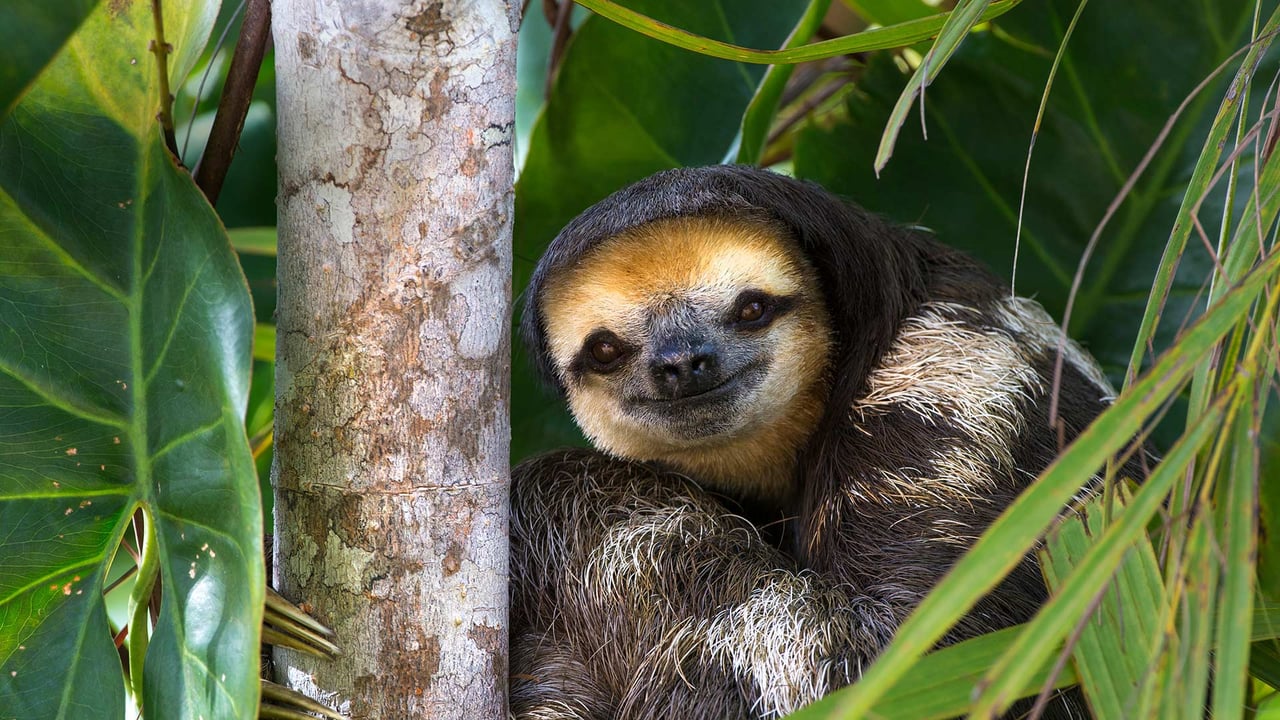 Pale-throated sloth perched in a tree on Sloth Island, near Bartica on the Essequibo River, Guyana (© Suzi Eszterhas/Minden Pictures) desktop wallpaper