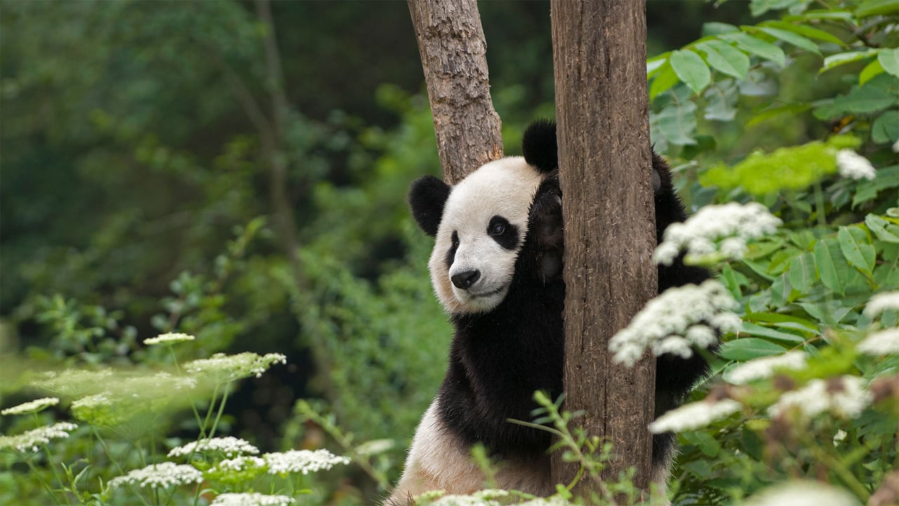 Giant panda in Wolong National Nature Reserve, Sichuan, China (© Katherine Feng/Minden Pictures) desktop wallpaper