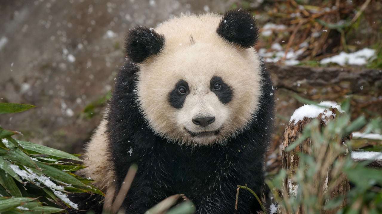 Baby giant panda in the snow, China (© Cheryl Schneider/Alamy) desktop wallpaper