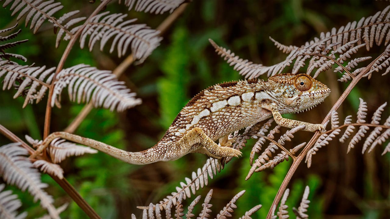 Camaleão-pantera no Parque Nacional Amber Mountain, Madagascar (© Christian Ziegler/Minden Pictures) desktop wallpaper