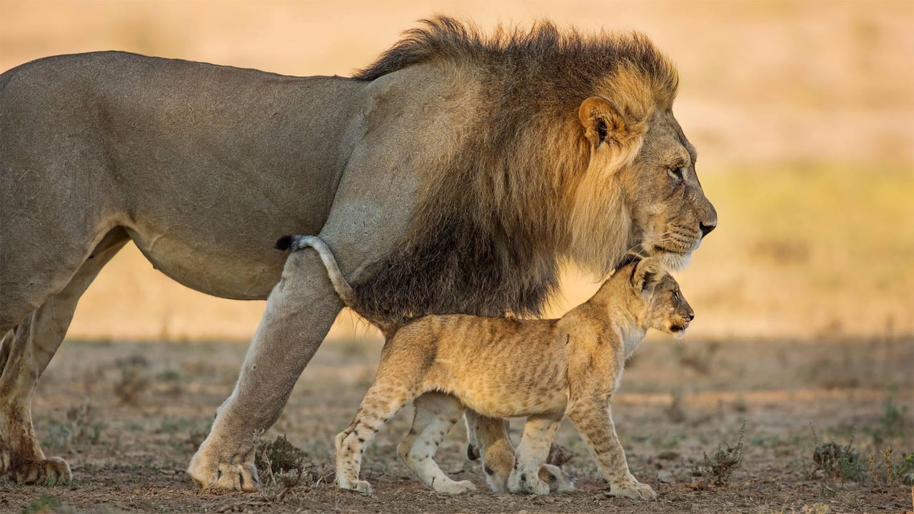 Male African lion and cub in Kgalagadi Transfrontier Park in southern Africa (© Richard Du Toit/Minden Pictures) desktop wallpaper