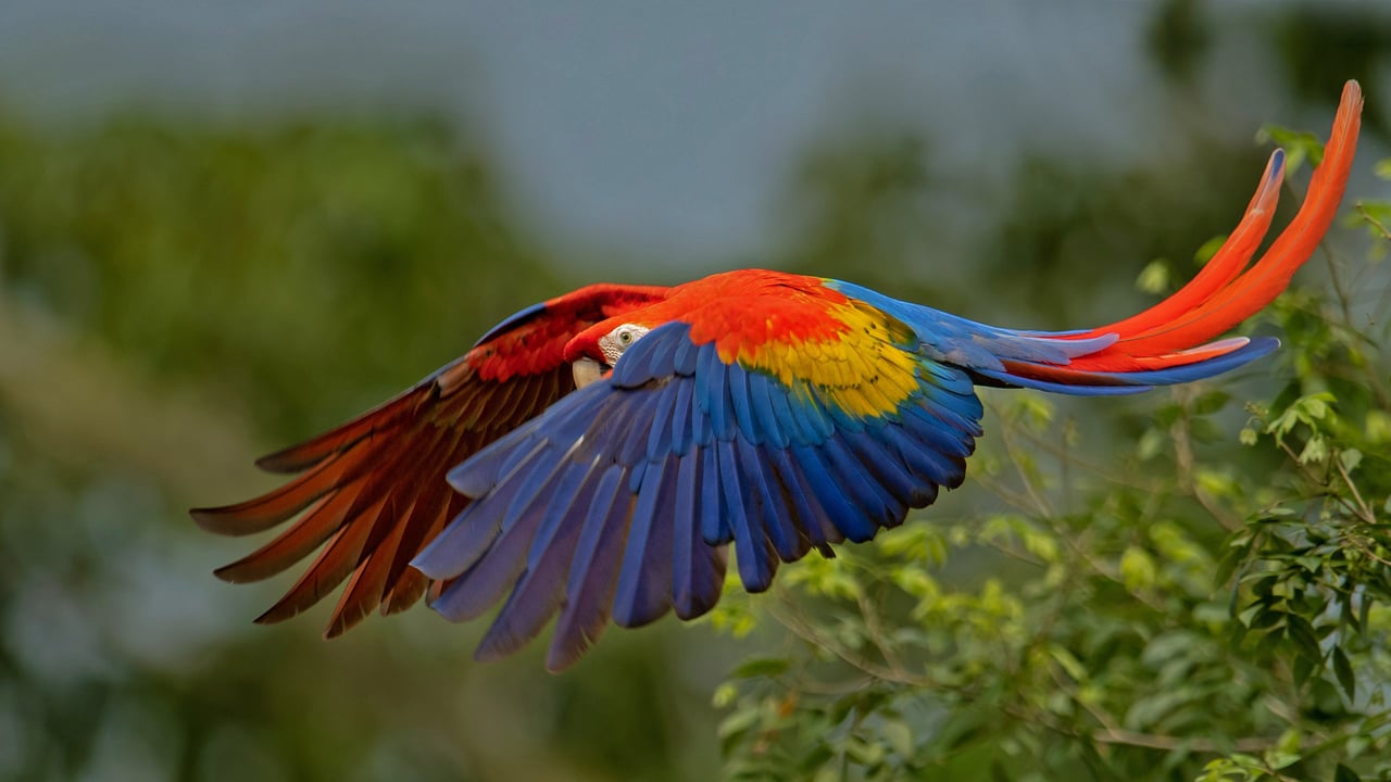 Scarlet macaw in Costa Rica (© Harry Collins/Getty Images) desktop wallpaper