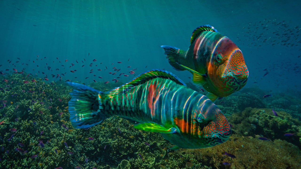 Parrotfish off the coast of Negros Oriental province in the Philippines (© Tim Fitzharris/Minden Pictures) desktop wallpaper