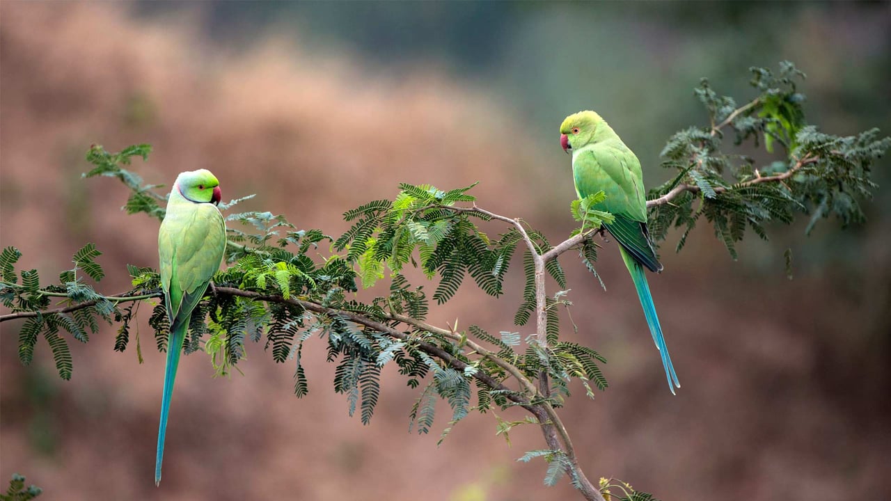 Rose-ringed parakeets (Psittacula krameri manillensis) in the National Chambal Gharial Wildlife Sanctuary, Madhya Pradesh, India (© Pete Oxford/Minden Pictures) desktop wallpaper