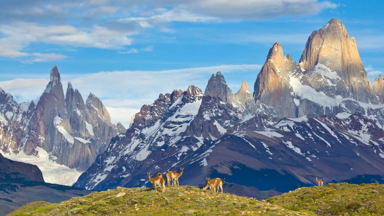 Guanacos in Los Glaciares National Park, Patagonia, Argentina (© Yva Momatiuk and John Eastcott/Minden Pictures) desktop wallpaper