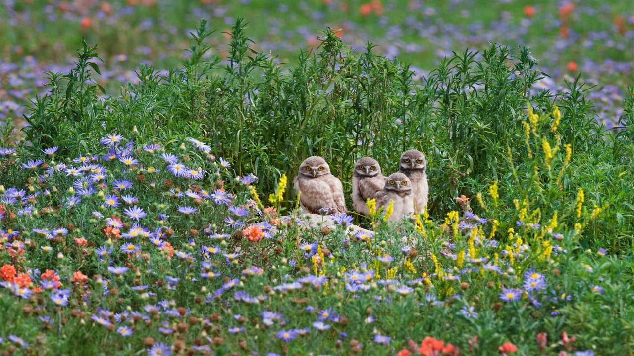 Burrowing owl chicks gaze out from among flowers near the Pawnee National Grassland in Colorado (© Roberta Olenick/Alamy) desktop wallpaper
