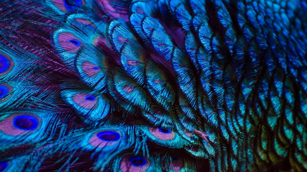 Peacock feathers (© Sarayut Thaneerat/Getty Images) desktop wallpaper