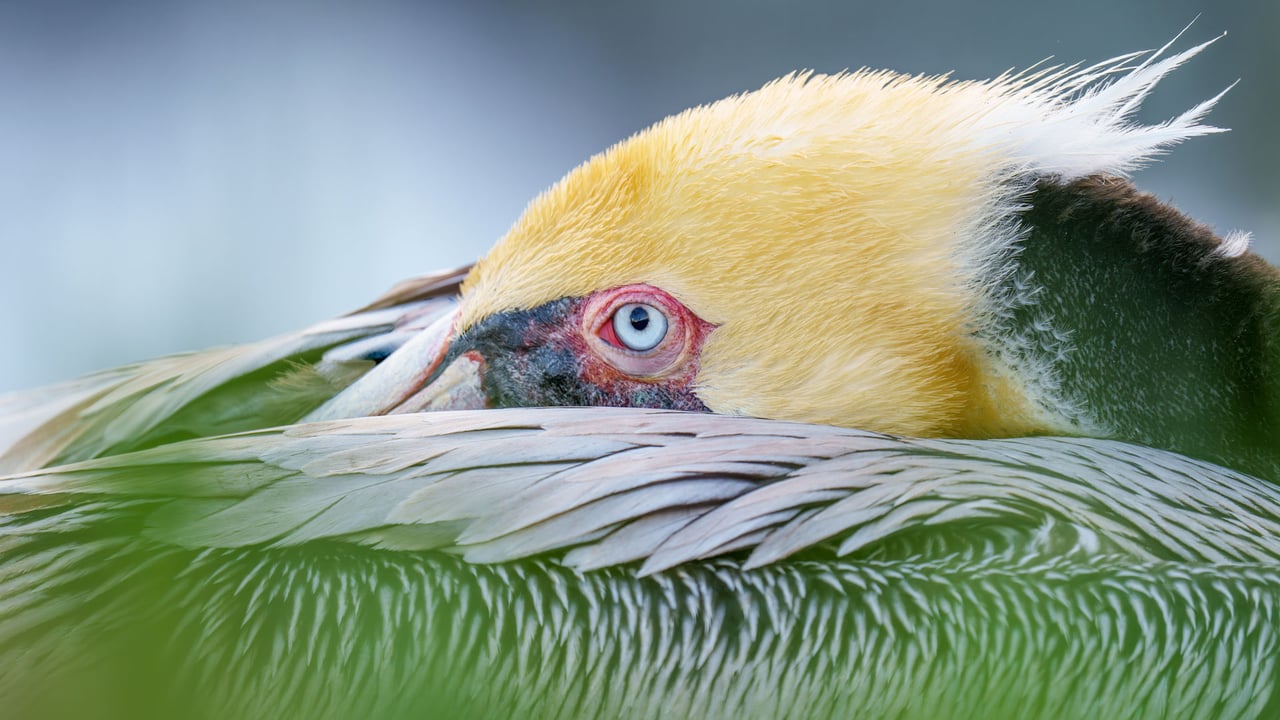 Brown pelican, San Diego, California (© Arthur Morris/BIRDS AS ART/Getty Images) desktop wallpaper