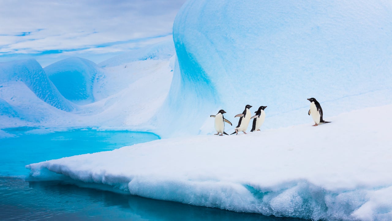 Adélie penguins on an iceberg, Antarctica (© Patrick J. Endres/Getty Images) desktop wallpaper