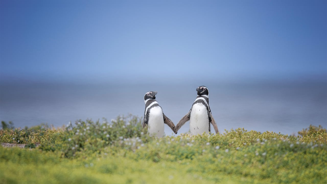 Magellanic penguins in the Falkland Islands (© Vicki Jauron, Babylon and Beyond Photography/Getty Images) desktop wallpaper