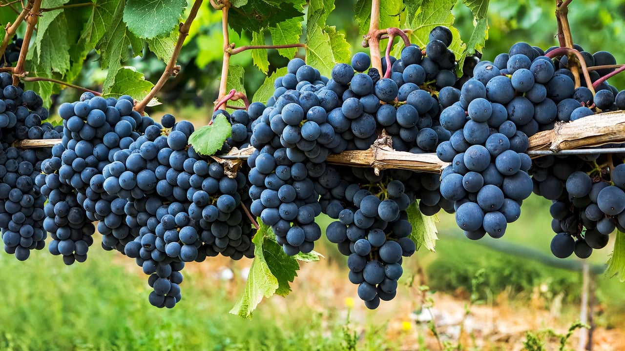 Clusters of dark purple grapes hanging on a vine in Penticton, B.C. (© Design Pics/Offset) desktop wallpaper