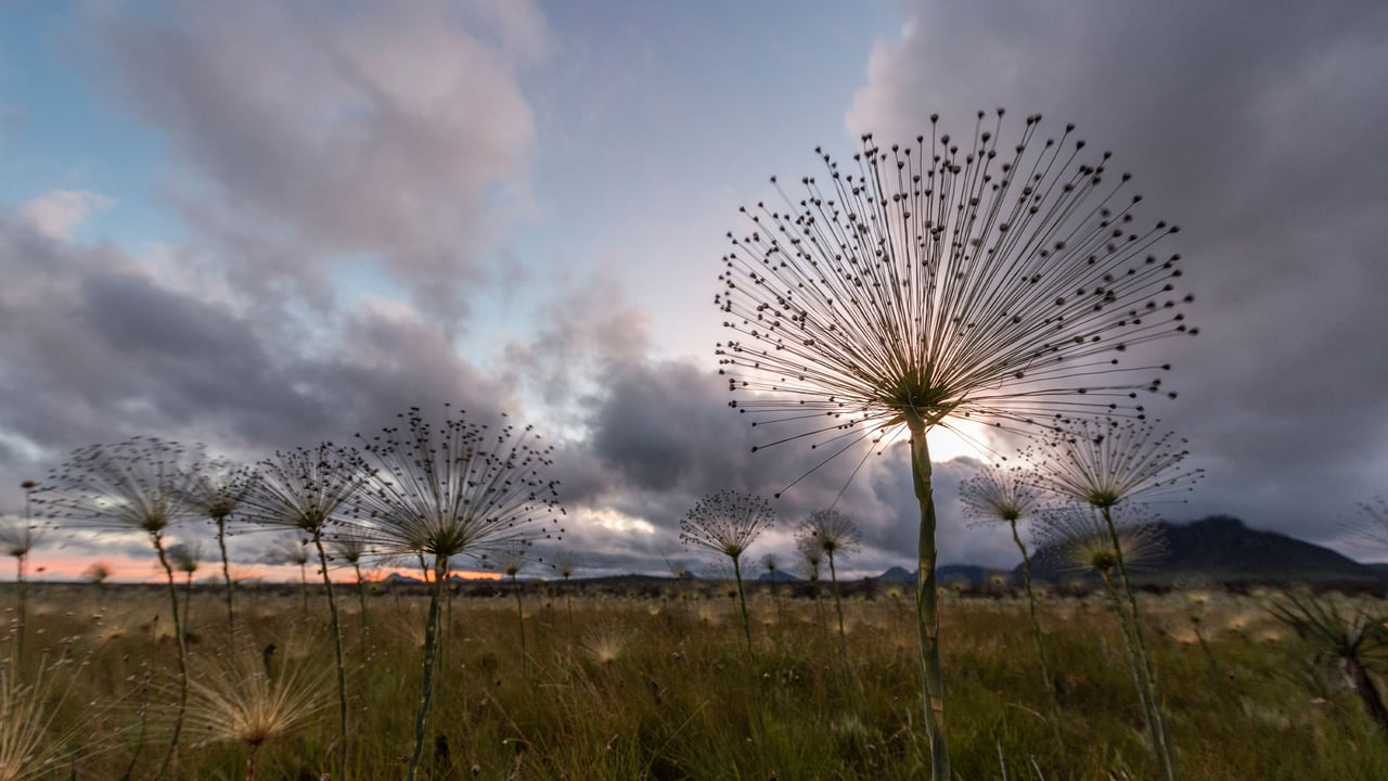 Plantas Pepalantus Parque Nacional da Chapada dos Veadeiros, Goias, Brasil (© Cavan Images/Getty Images) desktop wallpaper