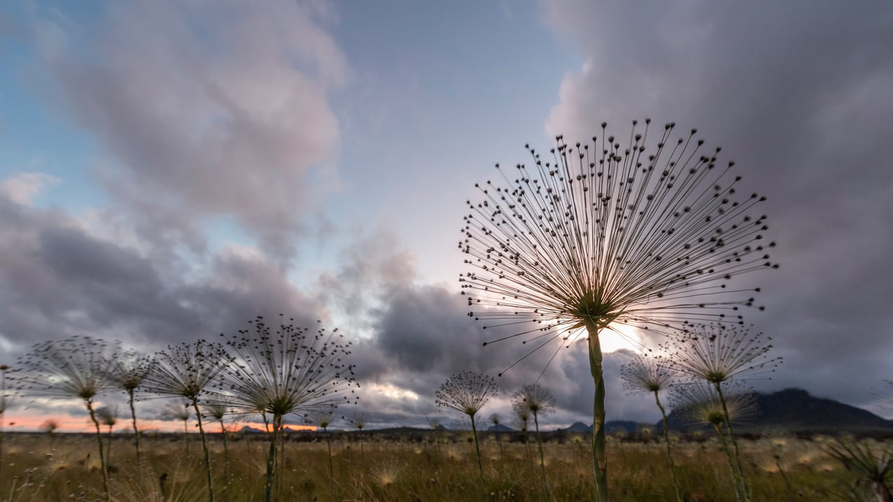 Chuveirinhos ao nascer do sol na Chapada dos Veadeiros, Goiás (© Cavan Images/Getty Images) desktop wallpaper