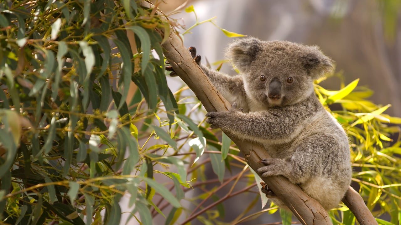 An Australian koala perched in a gum tree overlooking the scenery (© juuce/Getty Images) desktop wallpaper