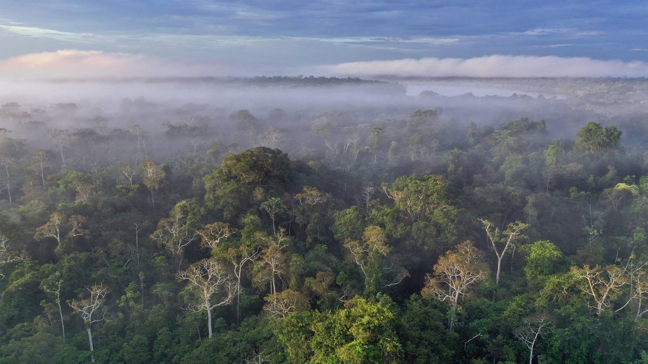 Amazon rainforest, Peru (© Rhett Ayers Butler/Getty Images) desktop wallpaper