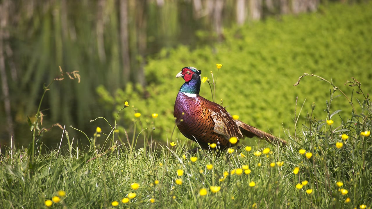 Common pheasant, Normandy, France (© slowmotiongli/Getty Images) desktop wallpaper